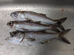 クロムツの釣果