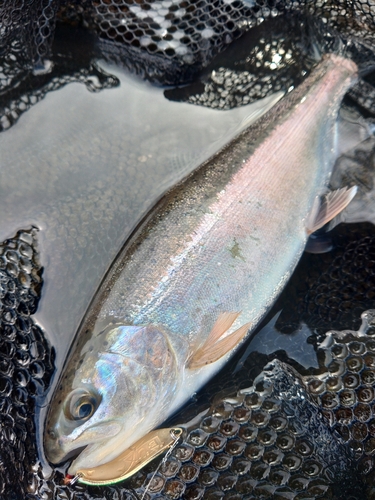 ニジマスの釣果