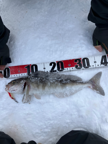 ホッケの釣果