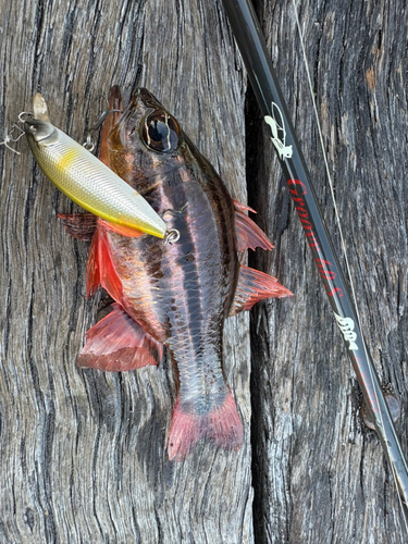 ヒラテンジクダイの釣果