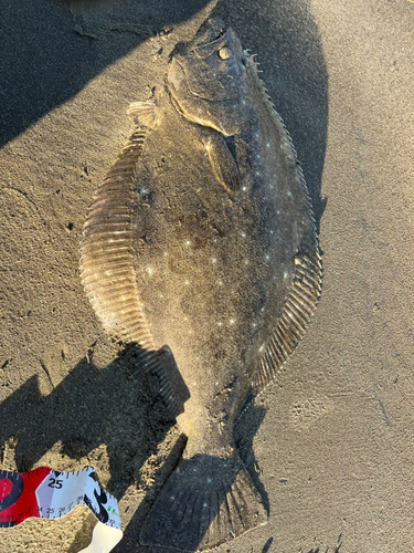 ヒラメの釣果