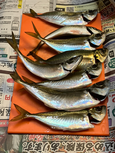 アジの釣果