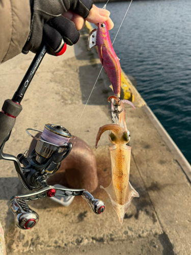 アオリイカの釣果