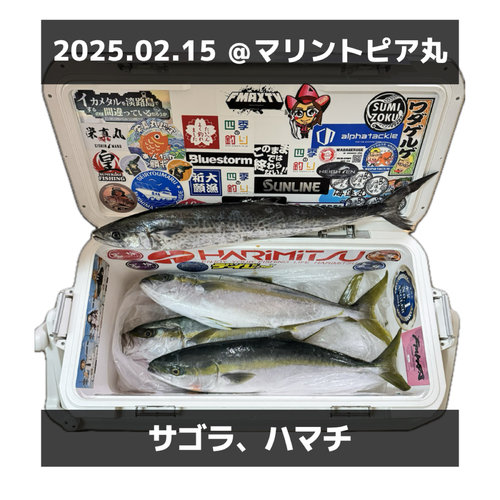 ヒラマサの釣果