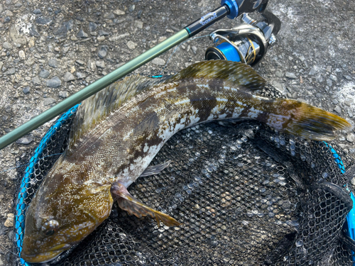 アイナメの釣果