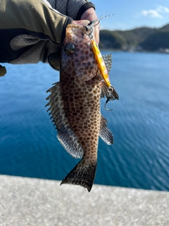 オオモンハタの釣果