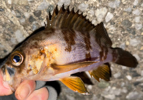 メバルの釣果