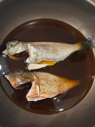 アカメバルの釣果