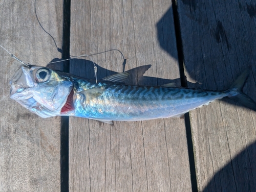 サバの釣果