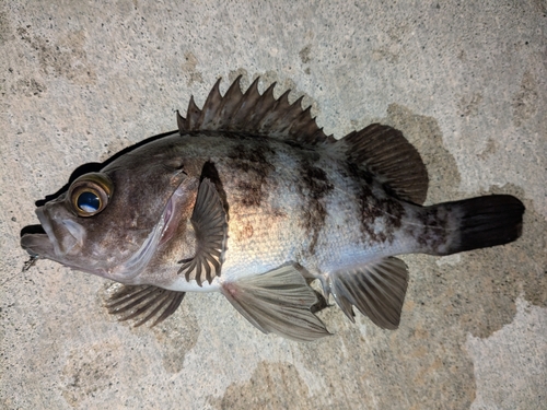 メバルの釣果