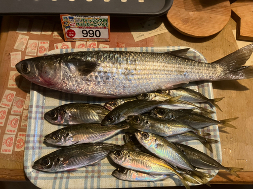 ボラの釣果