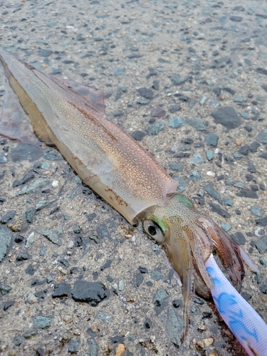 ヤリイカの釣果