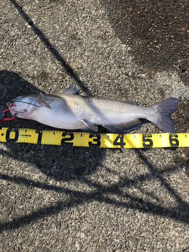 アメリカナマズの釣果