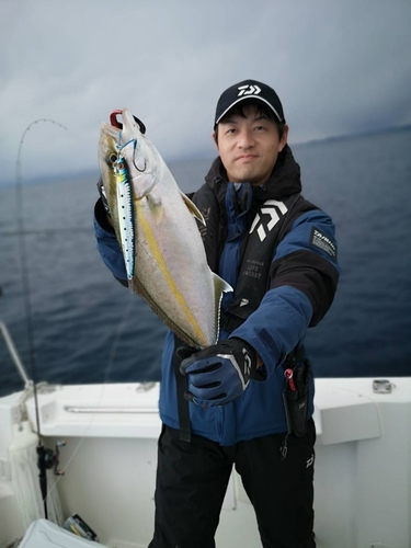 カンパチの釣果