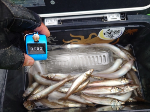 シロギスの釣果