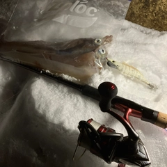 ヤリイカの釣果