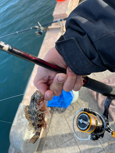 オオモンハタの釣果