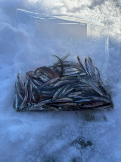 ワカサギの釣果