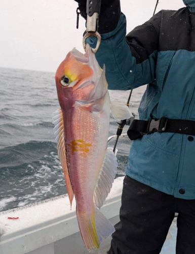 ケンサキイカの釣果