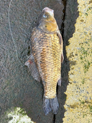 フナの釣果