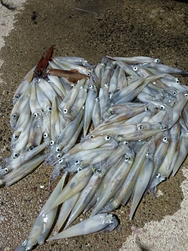 ササイカの釣果