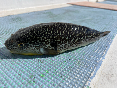 ショウサイフグの釣果