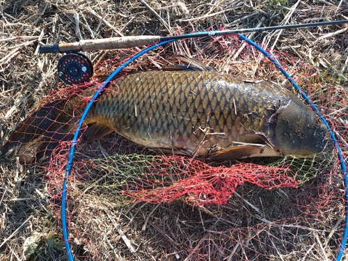 コイの釣果