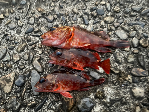 カサゴの釣果