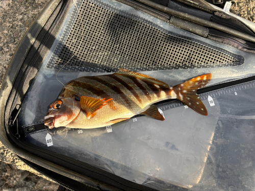 タカノハダイの釣果