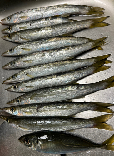 カマスの釣果