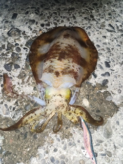 アオリイカの釣果