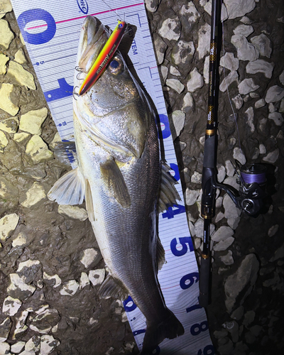 シーバスの釣果