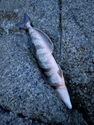 ホッケの釣果