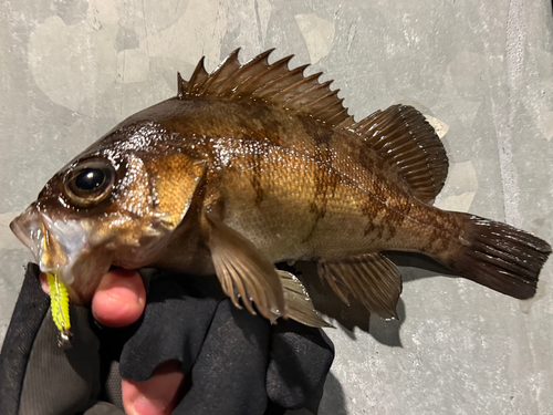 メバルの釣果