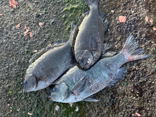 メジナの釣果