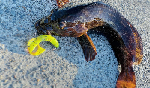 アイナメの釣果