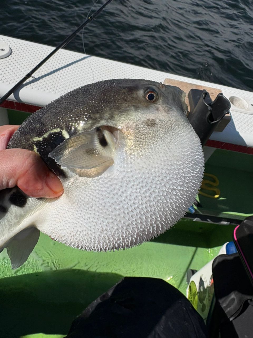 あつんどさんの釣果 1枚目の画像