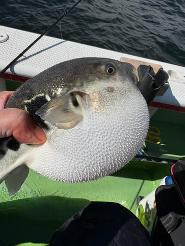 トラフグの釣果