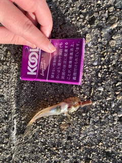 アゴハゼの釣果