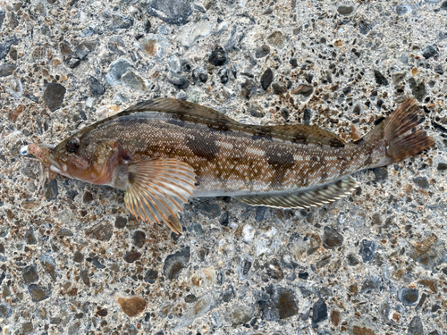 アイナメの釣果