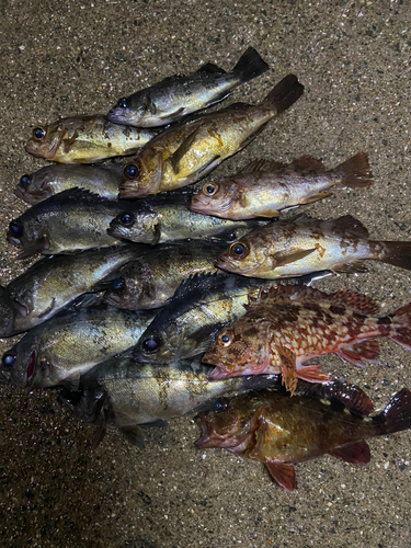 メバルの釣果