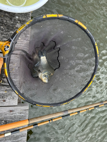 ヘラブナの釣果