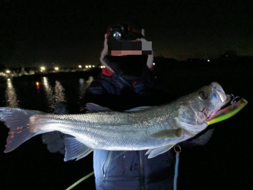 フッコ（マルスズキ）の釣果