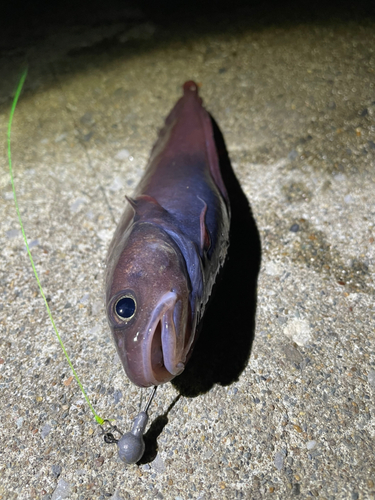 ドンコの釣果