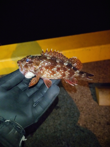 カサゴの釣果