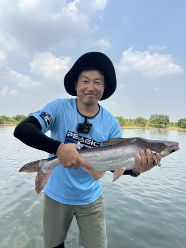 ナマズの釣果