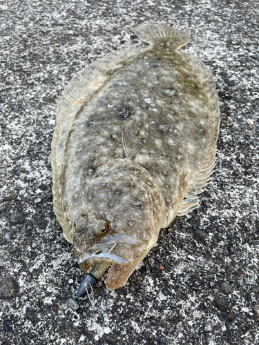 ヒラメの釣果