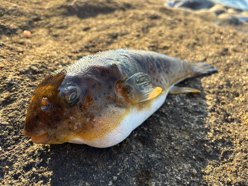 フグの釣果