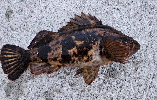 タケノコメバルの釣果