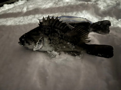 クロソイの釣果